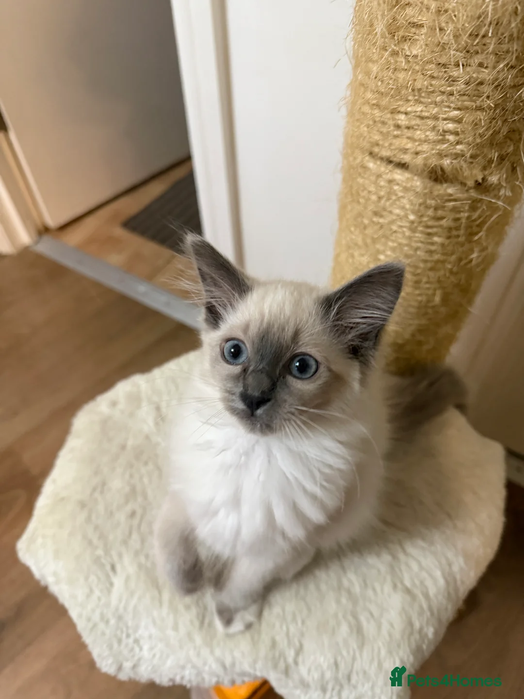 Ragdoll cats for sale: Kittens For Sale Cute small Ragdoll - Advert 3