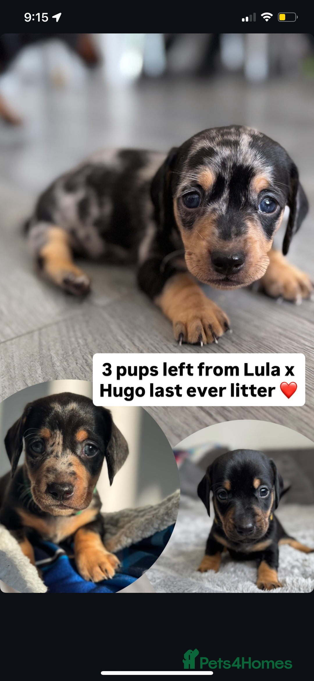 Dachshund dogs for sale: Dachshund pups 3 boys left  in Bootle - Image 19