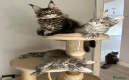 Maine Coon cats for sale: Gorgeous Pure Breed Maine Coon Kittens - Image 23