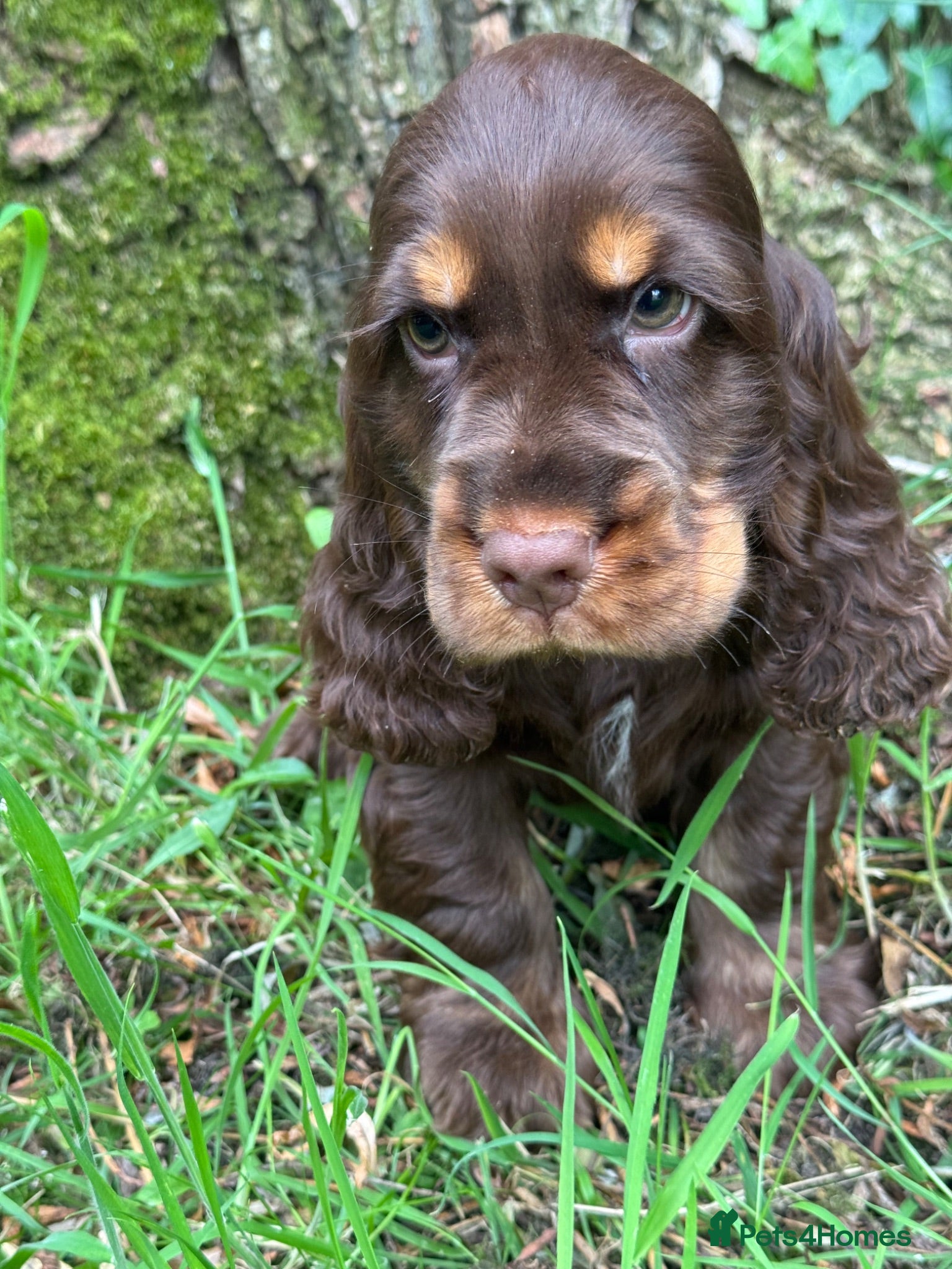 Cocker Spaniel dogs BEAUTIFUL KC REGISTERED❤️SHOW TYPE❤️HEALTHTESTED - Advert 1