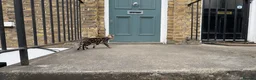 Bengal cats for sale: Ready TO LEAVE ! PURE TICA BENGALS - Advert 5