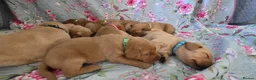 Labrador Retriever dogs for sale: Little Labradors, Ready for Their Next Adventure in Derby - Advert 9