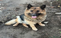German Shepherd dogs for sale: Long haired German Shepherd puppies - Image 13