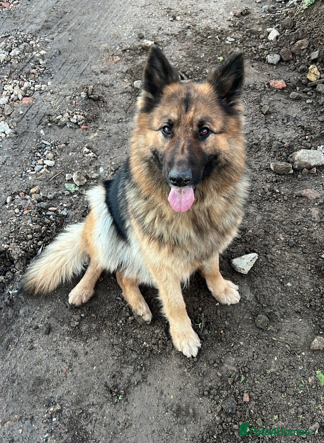 German Shepherd dogs for sale: Long haired German Shepherd puppies - Image 13