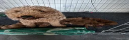 Cockapoo dogs for sale: READY SOON - Gorgeous Cockapoo Puppies in Leominster - Advert 7