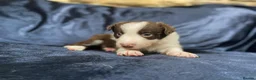 Border Collie dogs for sale: Border Collie Pups - Advert 22