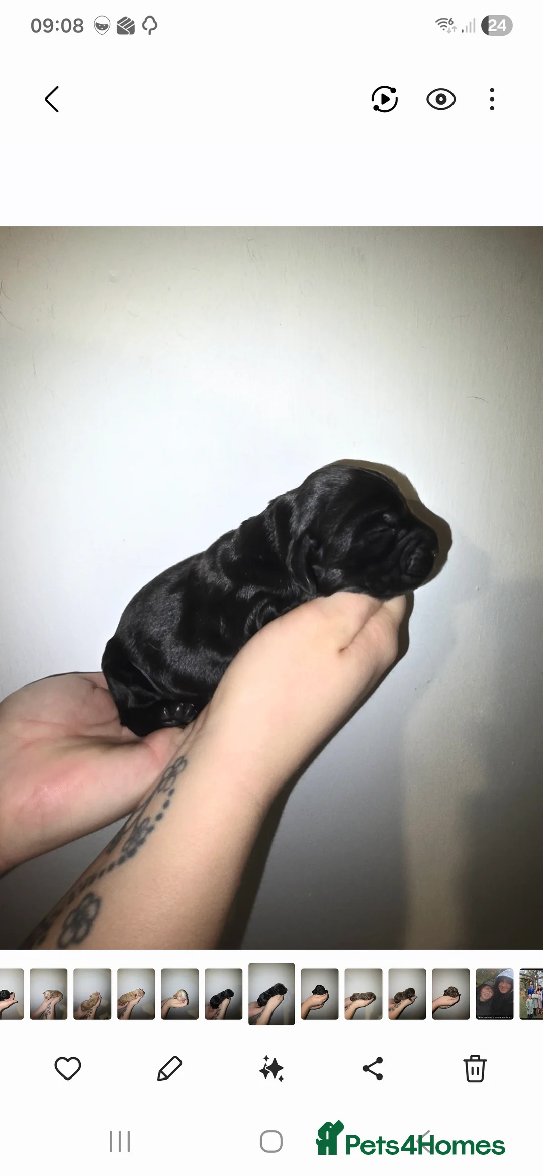 Cocker Spaniel dogs for sale: Cocker spainel puppies - Advert 25