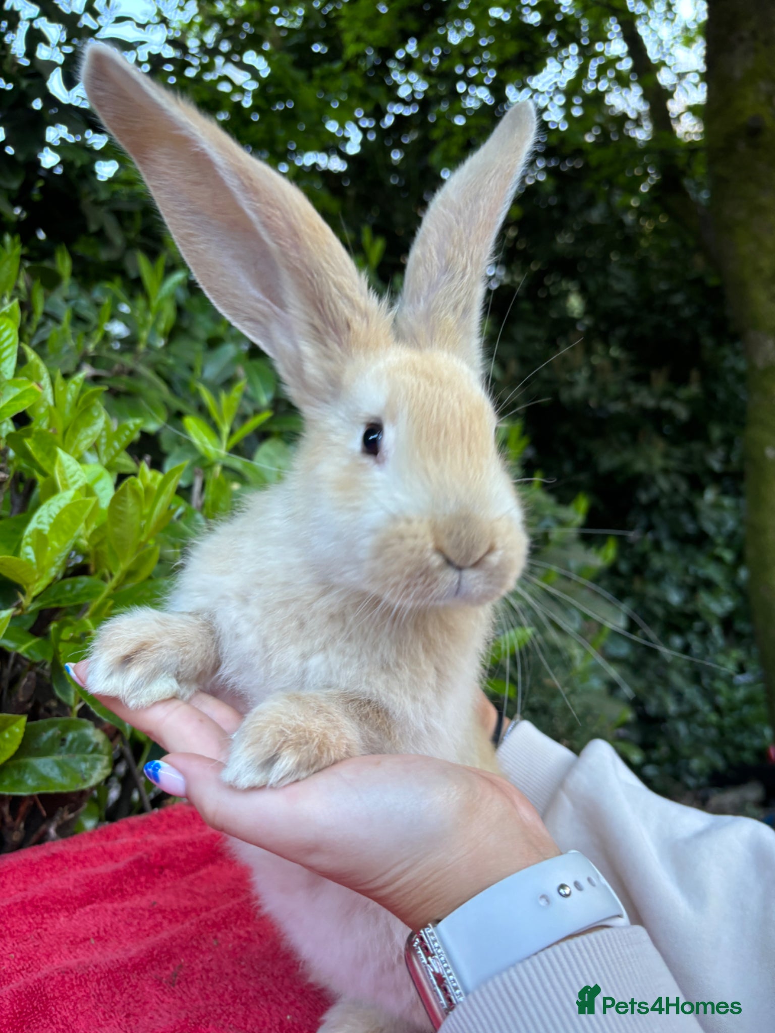 Continental Giant rabbits Vaccinated Continental Giant Rabbits - Advert 1