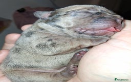 French Bulldog dogs for sale: 8 stunning french bulldogs - Advert 4