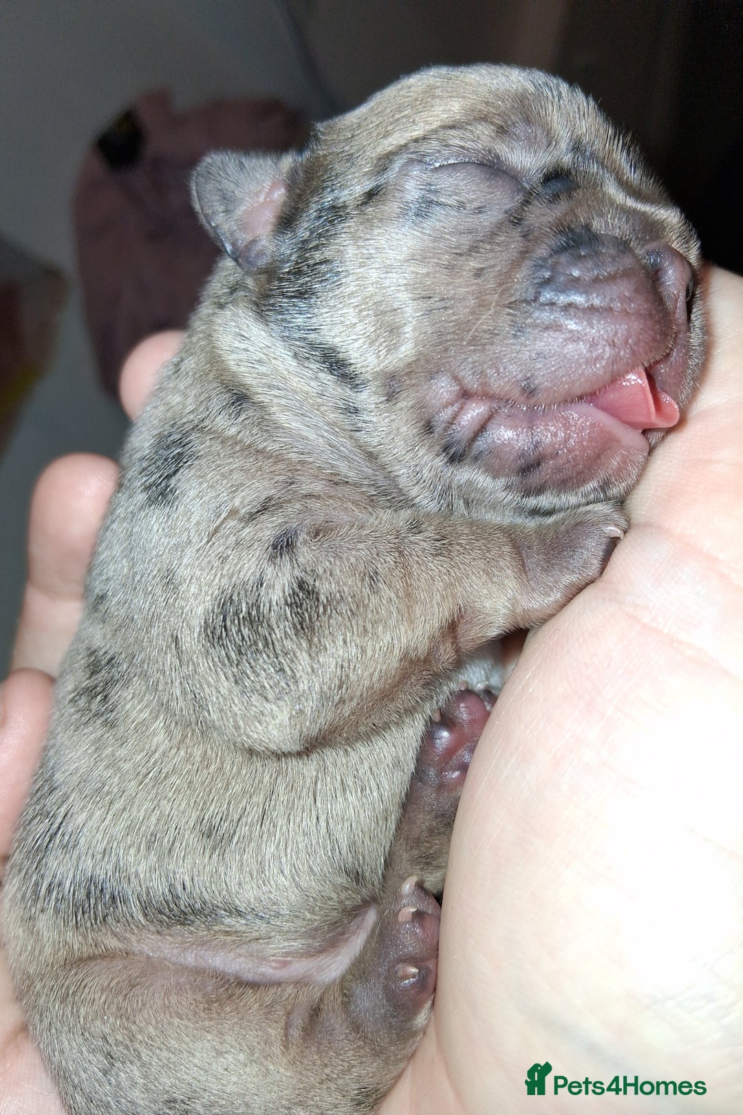 French Bulldog dogs for sale: 8 stunning french bulldogs - Advert 4