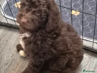 Cockapoo dogs F1b mini cockapoos 2 remaining - Advert 1