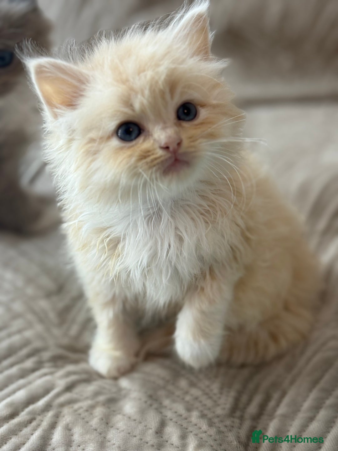 Ragdoll cats for sale: Full pedigreed ragdoll kittens  - Advert 1