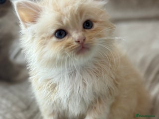 Ragdoll cats Full pedigreed ragdoll kittens - Advert 1