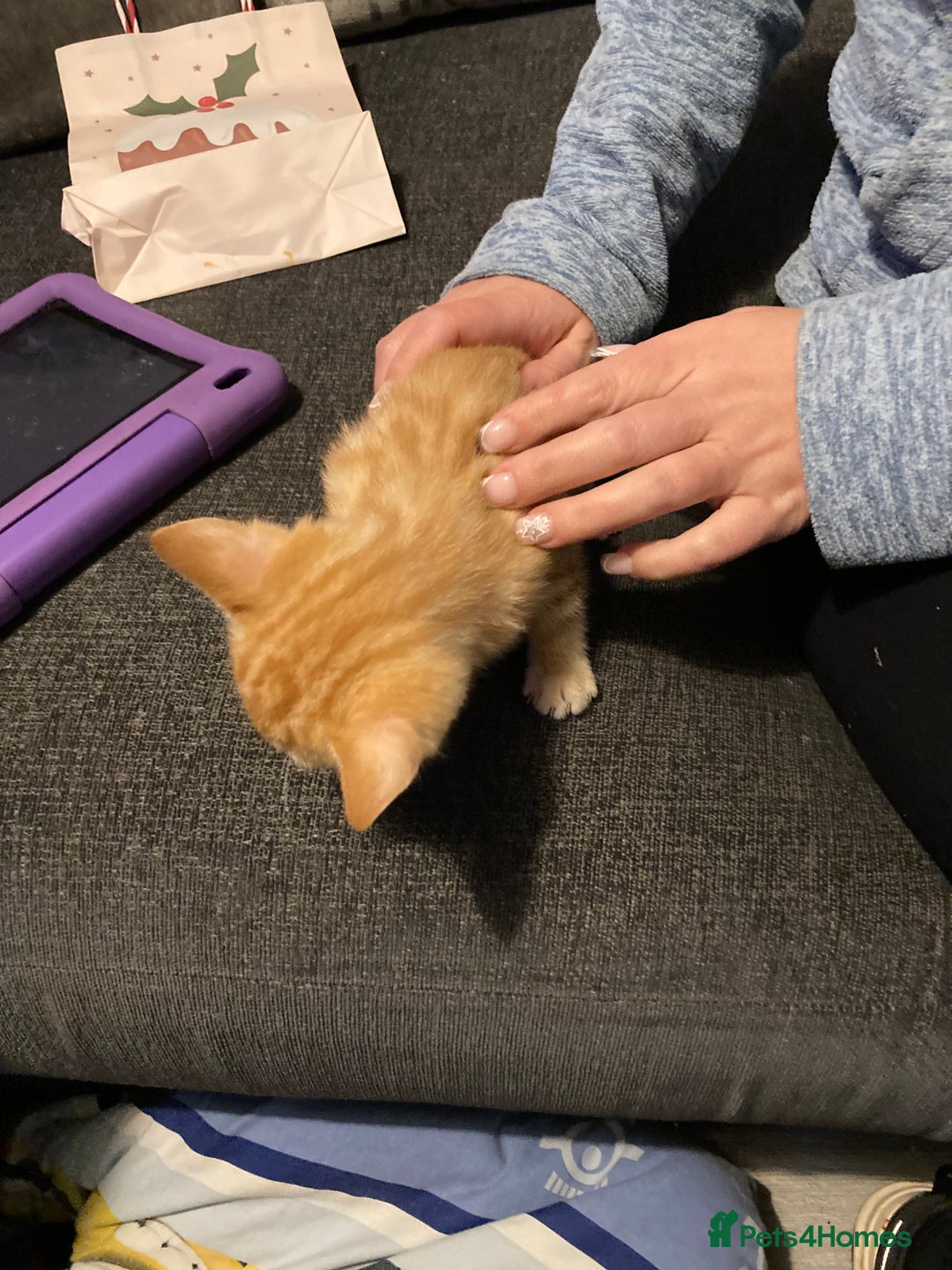 Mixed Breed cats for sale: 4 kittens - Advert 10