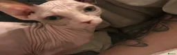 Sphynx cats for sale: Last 2 girls reduced  - Advert 3