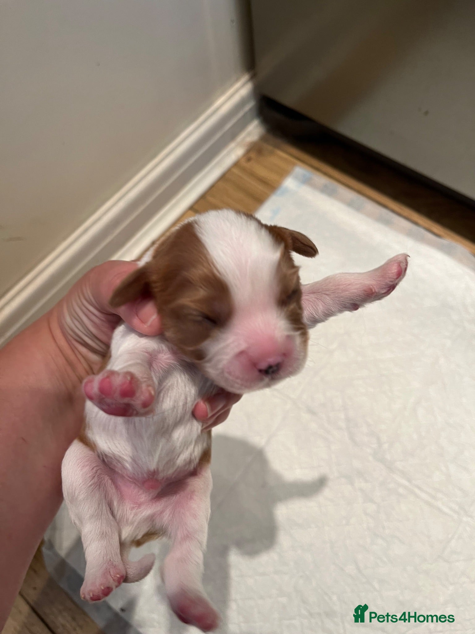 Cavalier King Charles Spaniel dogs Cavalier kings Charles puppies needing new homes  - Advert 5