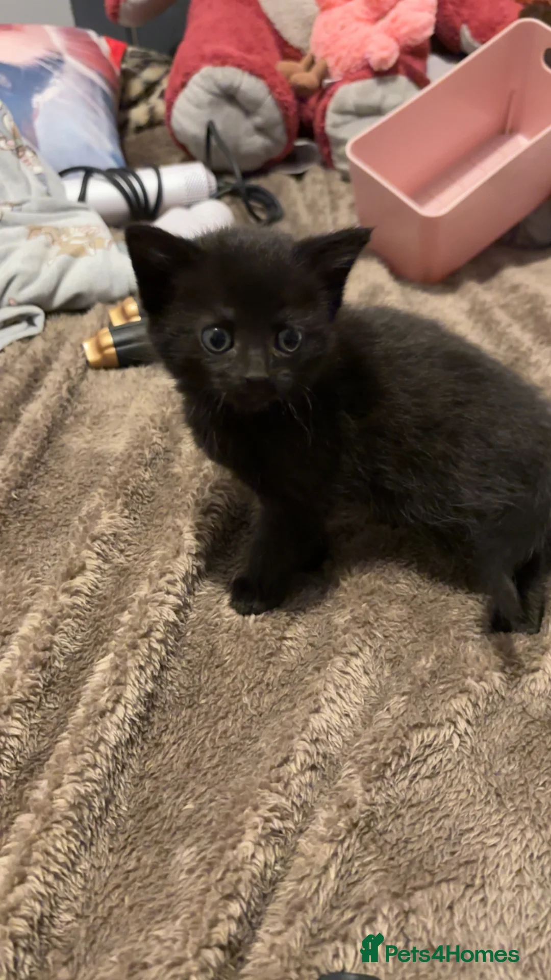 Mixed Breed cats for sale: 3 beautiful black fluffy kittens for sale.  - Advert 2