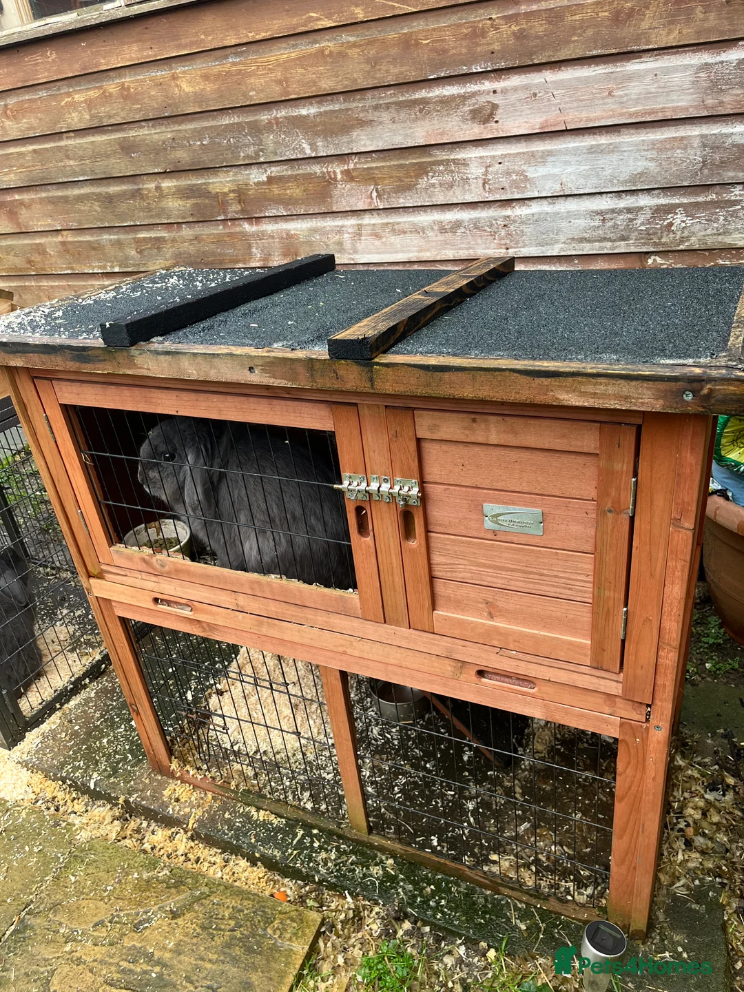 Mini Lop rabbits for sale: Two lovely mini lop rabbits. in Stevenage - Advert 10