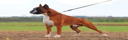 Boxer dogs for sale: Outstanding quality puppies - best pedigree - Advert 9