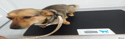 Mixed Breed dogs for adoption: 💛BELLA – The Little Street Dog Who Chose To Trust in Nottingham - Advert 21