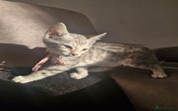 Bengal cats for sale: Rare Snow Genetic & Health Tested Bengal Kittens - Image 10