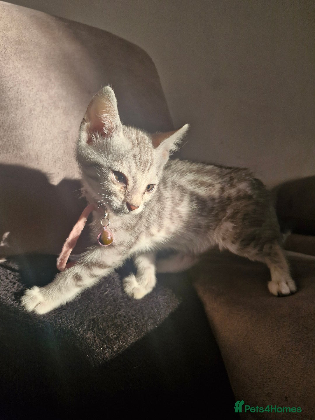 Bengal cats for sale: Rare Snow Genetic & Health Tested Bengal Kittens - Image 10