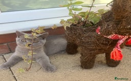 British Shorthair cats for sale: ONLY 1 Adorable Girl Left  - Image 3