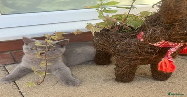 British Shorthair cats - Advert 7
