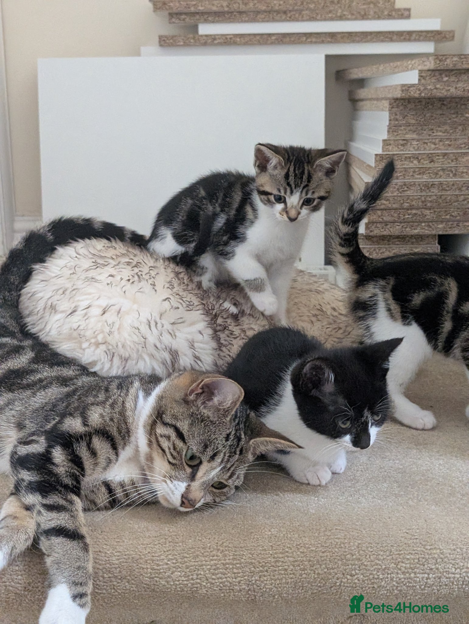 British Shorthair cats Beautiful British Short Hair Kittens for Sale - Advert 3