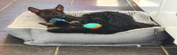 German Shepherd dogs for sale: German shepherd  - Advert 4
