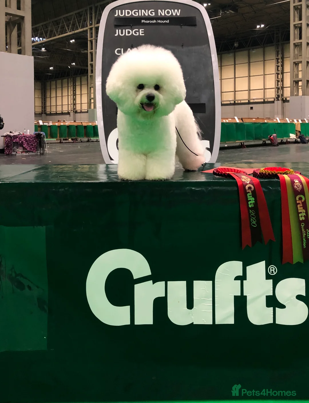 Bichon Frise dogs for stud: KC MULTI CHAMPION BICHON FRISE STUD DOG in Northampton - Advert 4