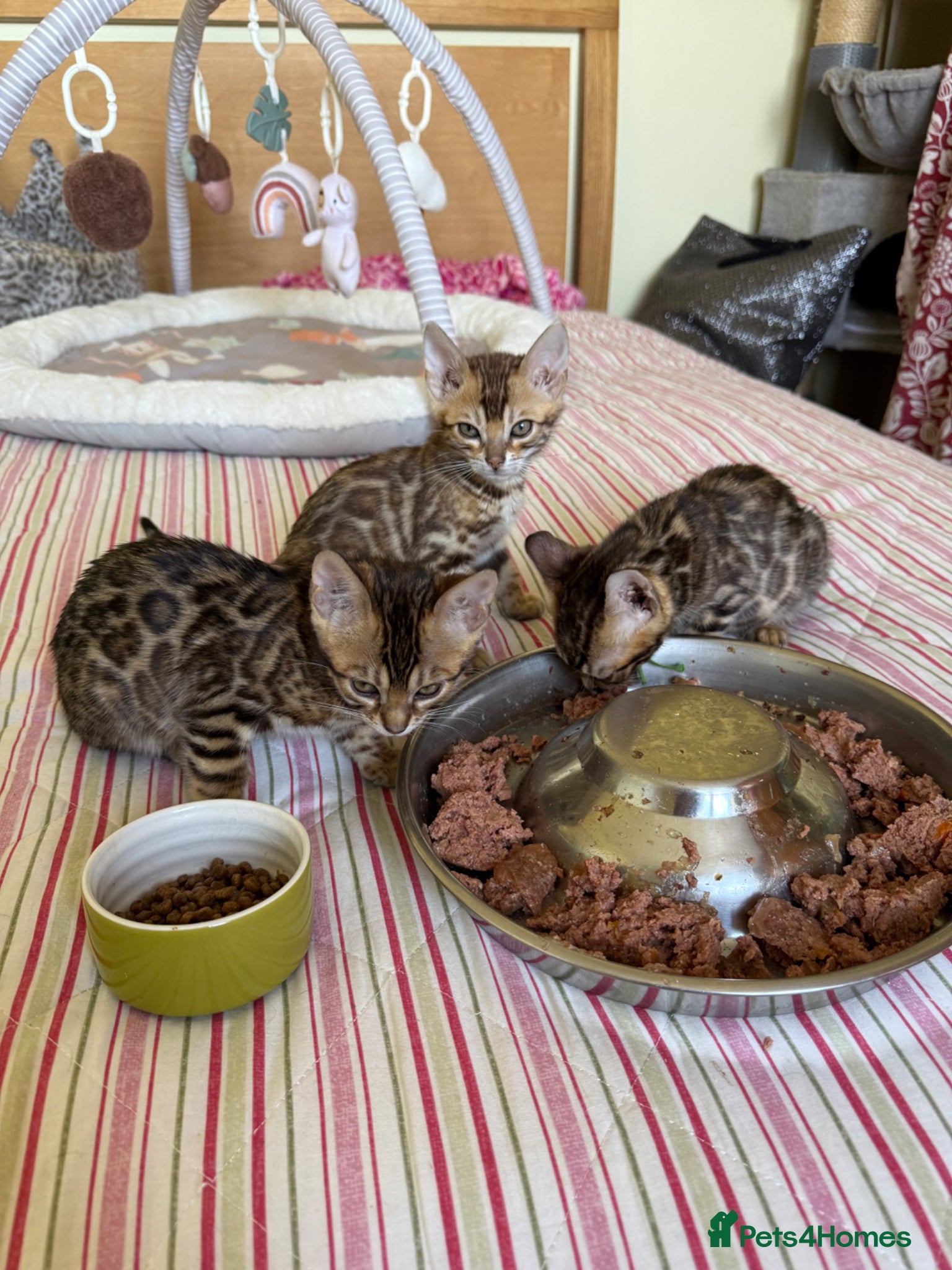 Bengal cats Ready now! 🐆 Bengal Kittens 🐾 Pedigree TICA - Advert 1