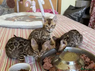 Bengal cats Ready now! 🐆 Bengal Kittens 🐾 Pedigree TICA - Advert 12