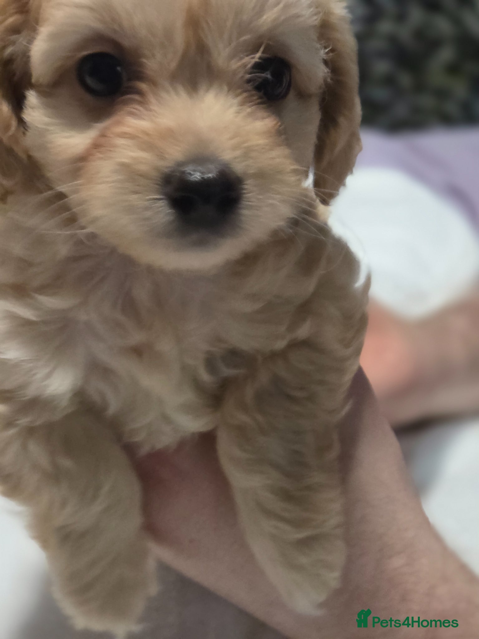 Chipoo dogs for sale:  Chihuahua x miniature poodles  in Leicester - Advert 5