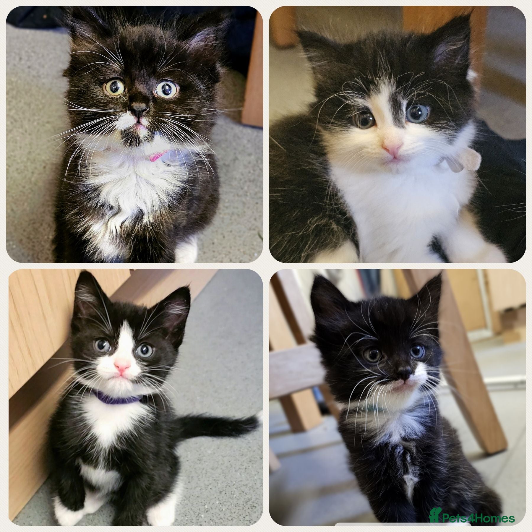 Mixed Breed cats Fluffy kittens - Advert 18