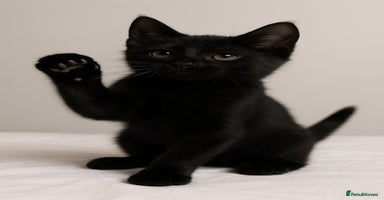 European cats - Advert 14