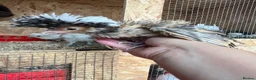 Mixed Breed poultry for sale: Ducks, ducklings, pullets, chicks - Advert 22