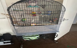 Budgerigars birds for sale: Two male budgies - Image 2