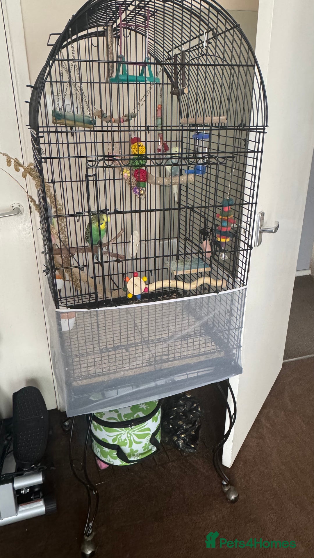 Budgerigars birds for sale: Two male budgies - Image 2