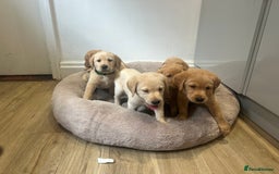 Labrador Retriever dogs for sale: My lovely Labrador puppies - Image 4