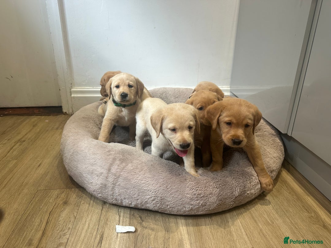 Labrador Retriever dogs for sale: My lovely Labrador puppies - Image 4