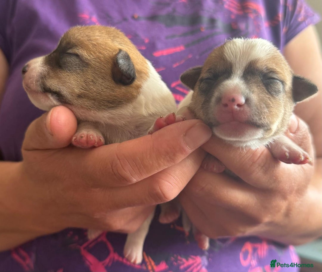 Jack Russell dogs for sale: Bred From Health Tested Parents - Image 17
