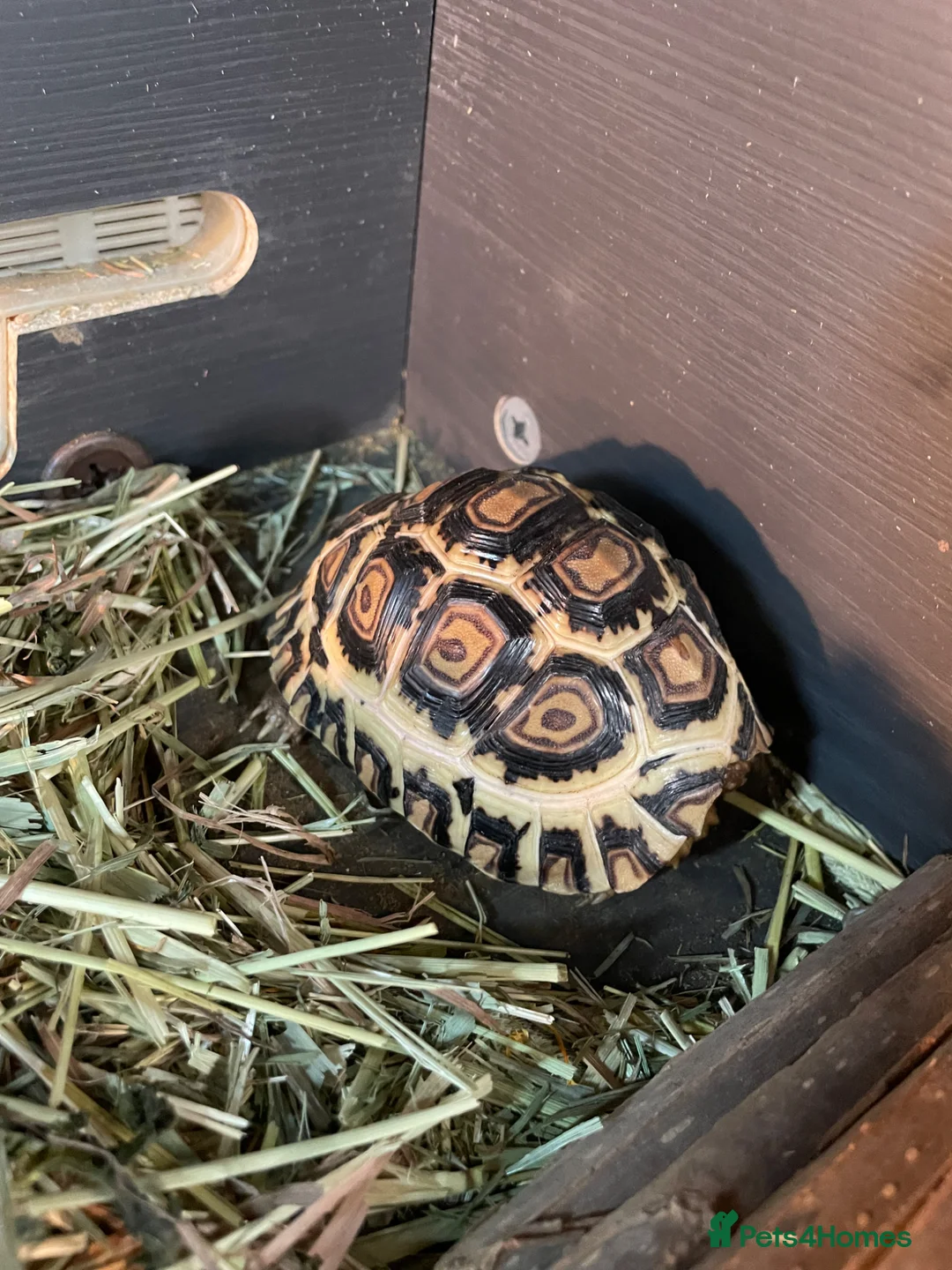 Tortoise reptiles for sale: Tortoises with full set ups  - Advert 4