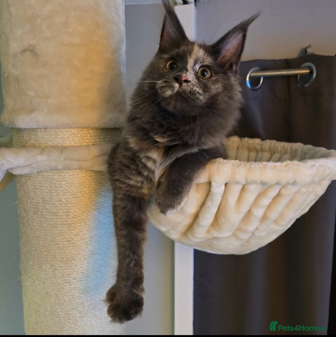 Maine Coon cats for sale: Female tica active queen - Advert 3