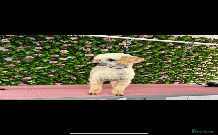Cockapoo dogs - Advert 1