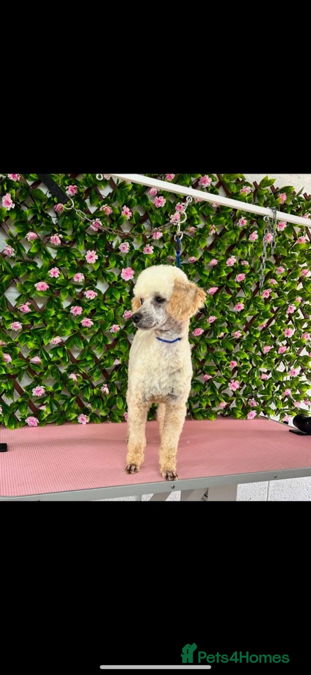 Cockapoo dogs for sale: Cockerpoo puppies - Image 1
