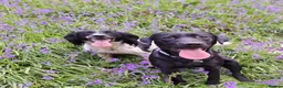 Springador dogs for sale: Springador puppies for Sale in Welshpool - Advert 8