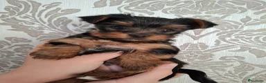 Yorkshire Terrier 5
