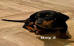 Miniature Dachshund dogs for sale: ✨ Gorgeous Miniature Dachshund Puppies ✨ - Image 9
