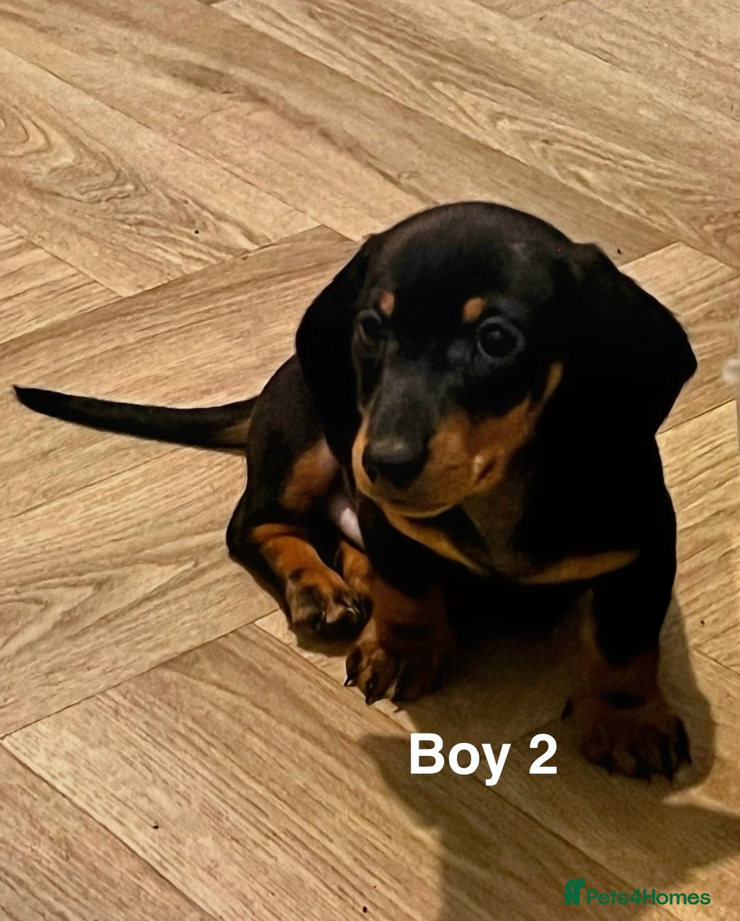 Miniature Dachshund dogs for sale: ✨ Gorgeous Miniature Dachshund Puppies ✨ - Image 9